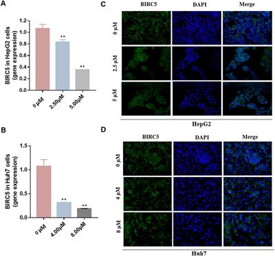 Deciphering hepatocellular carcinoma pathogenesis and therapeutics: a study on anoikis, ceRNA regulatory network and traditional Chinese medicine